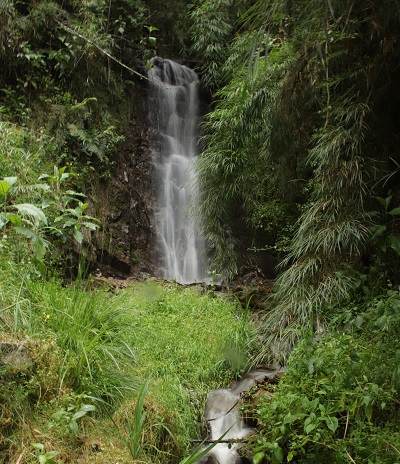 Flora de la Selva Alta